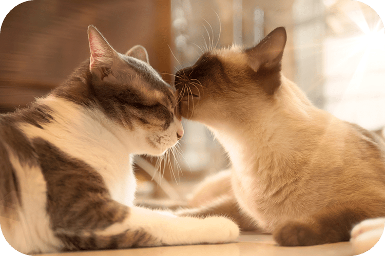 10 Weird Cat Behaviors You're Not Sure About - Meowant
