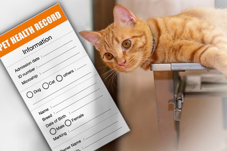 Can Cats Get Sick from a Dirty Litter Box? - Meowant