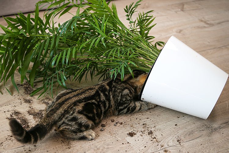 Eco-Friendly Cat Care: How to Reduce Waste from Litter Boxes - Meowant