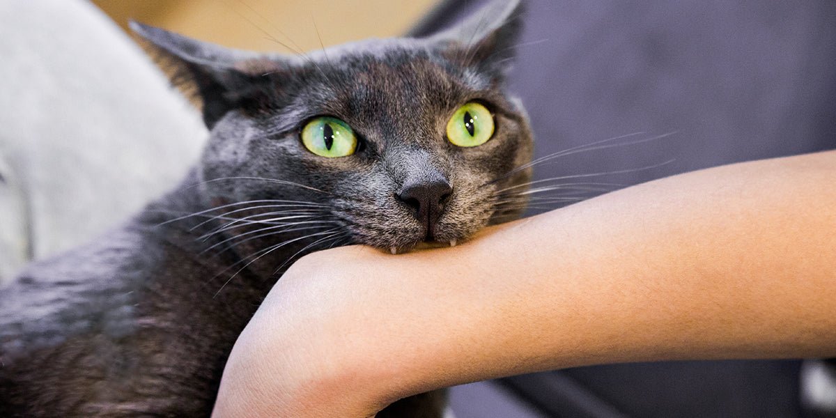 How Can I Stop My Cat From Biting Me? - Meowant