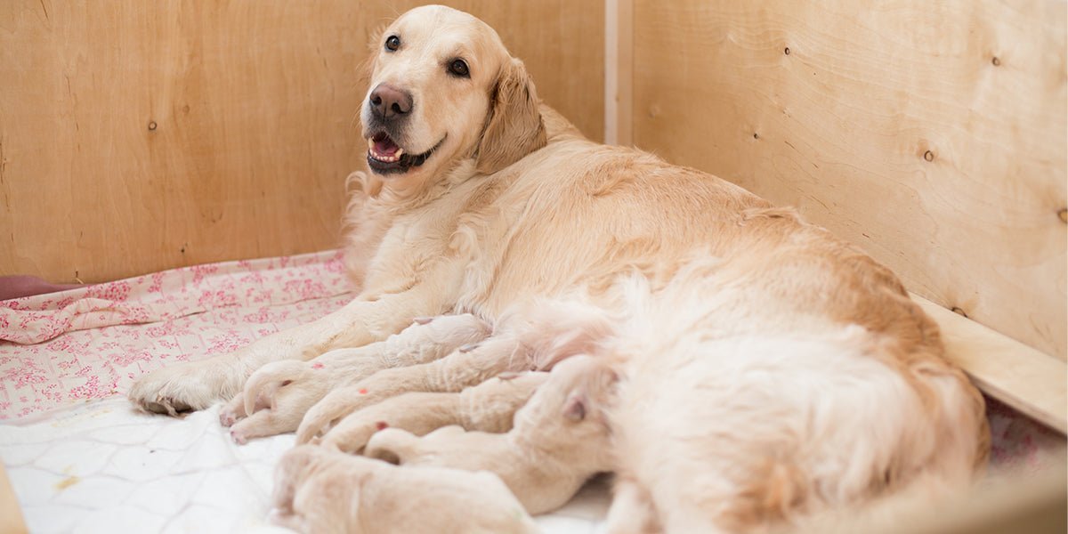How to Choose a Whelping Box for Dogs - Meowant
