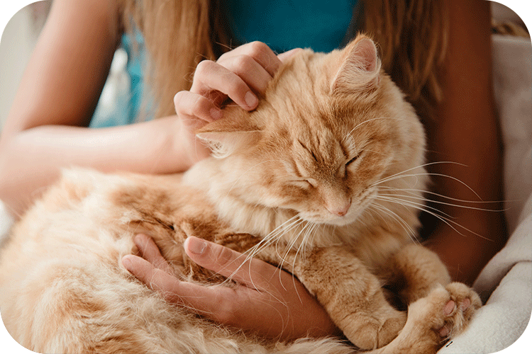 How to Choose the Best Cat Litter Box for Senior Cats - Meowant