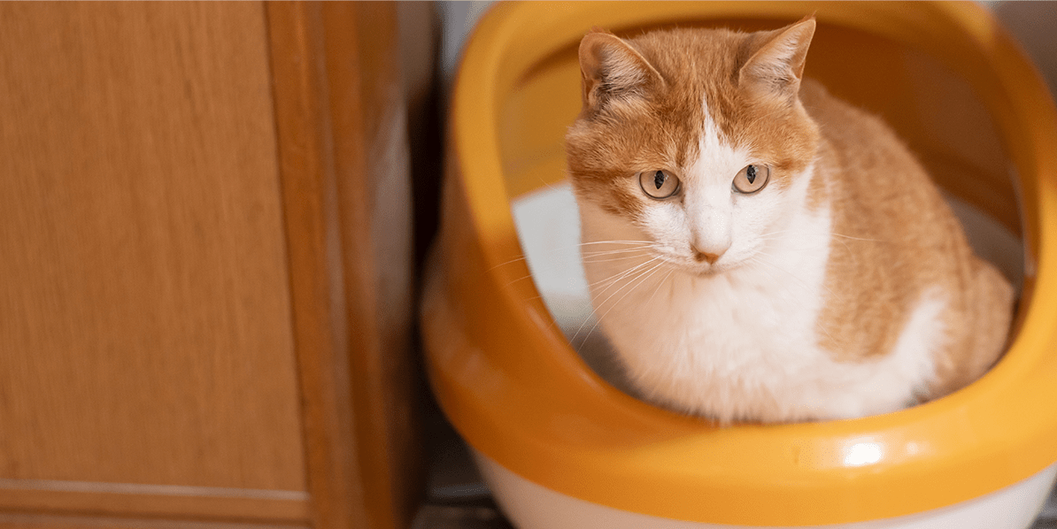 How to Stop Your Cat Pooping Outside the Litter Box - Meowant