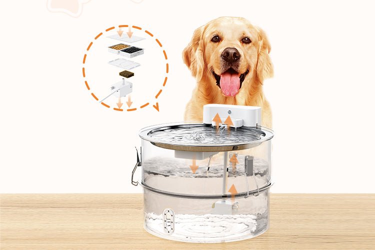Is Tap Water Safe for Dogs? - Meowant
