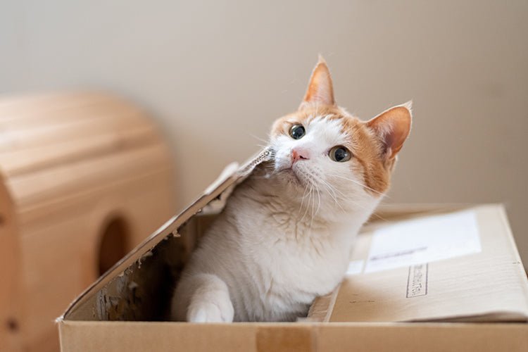 Litter Box Upgrades Every Playful Cat Will Thank You For - Meowant