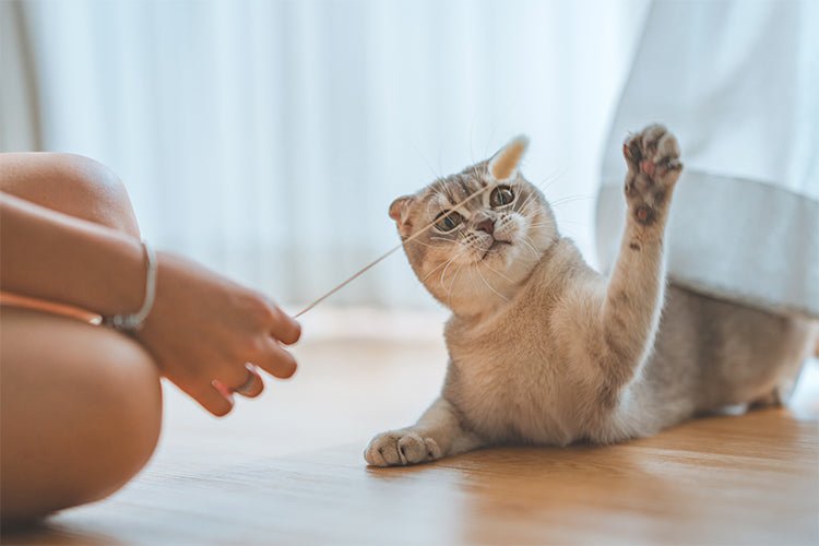 Where to Place a Cat Litter Box for Stress-Free and Happy Cats - Meowant