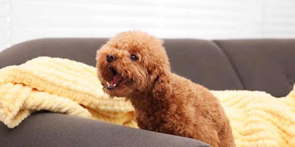 10 Signs of Anxiety in Dogs - Meowant