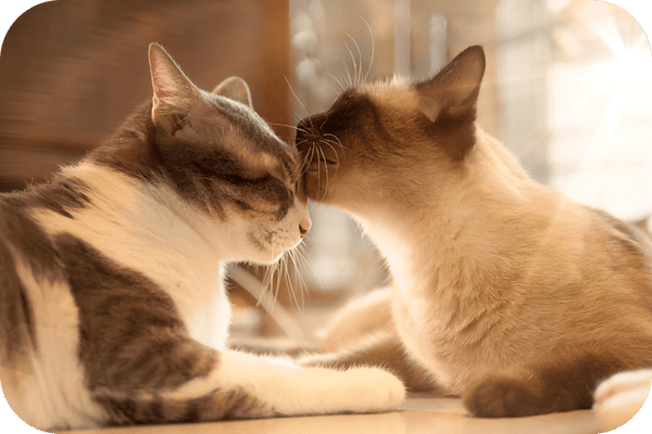 10 Weird Cat Behaviors You're Not Sure About - Meowant