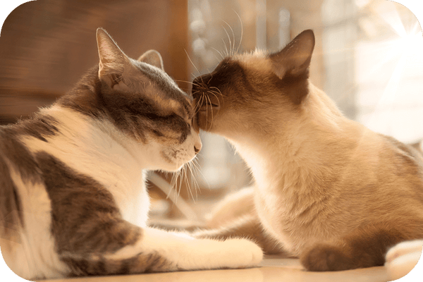 10 Weird Cat Behaviors You're Not Sure About - Meowant