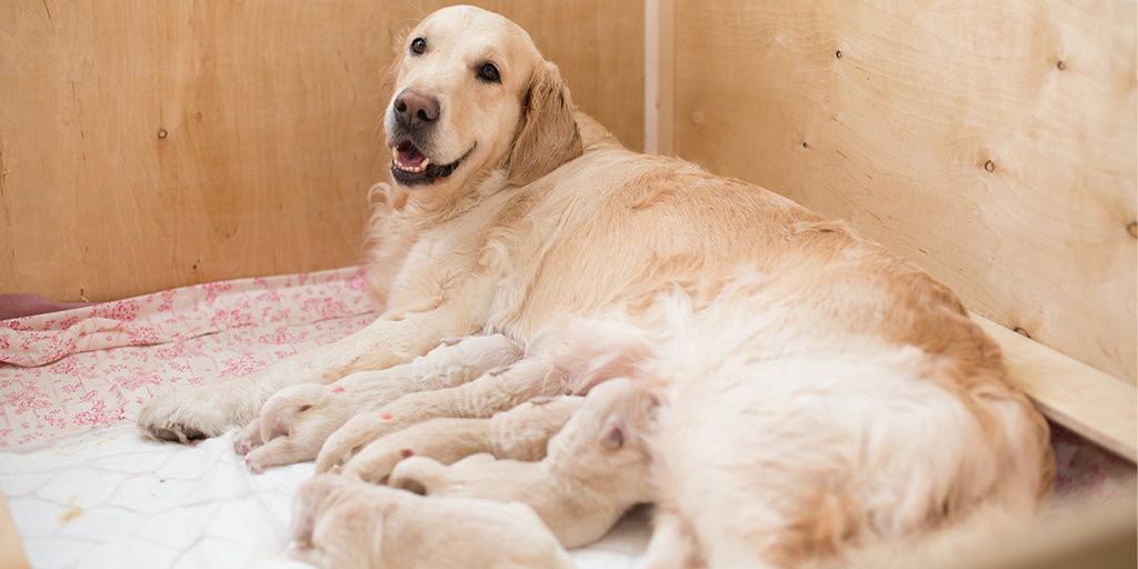 Golden retriever mother feeds her newborn puppies in the whelping box