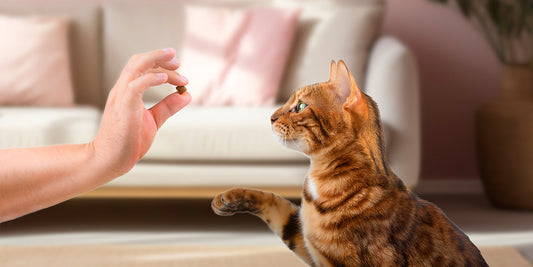 Treats to reward cats for burying their own poop