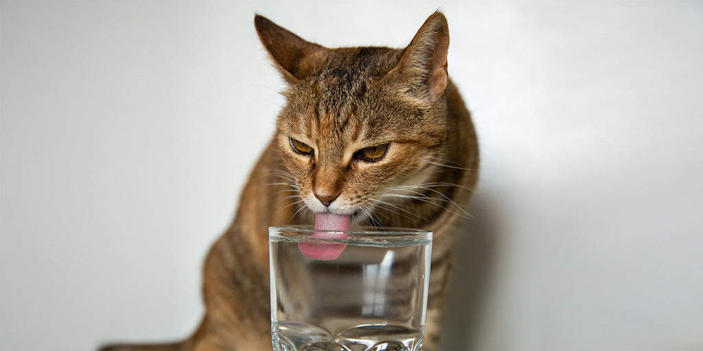 The cat is drinking water from the cup