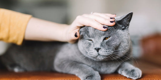 Preventing urinary issues in cats