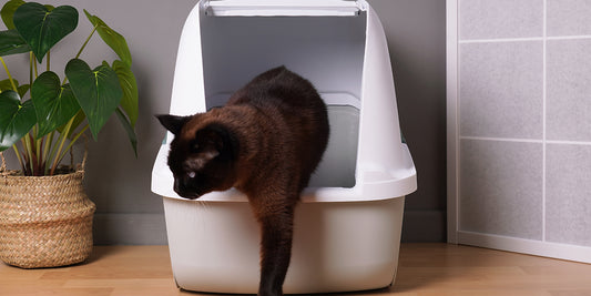 Dark cat exiting a covered Litter Box with a potted plant nearby