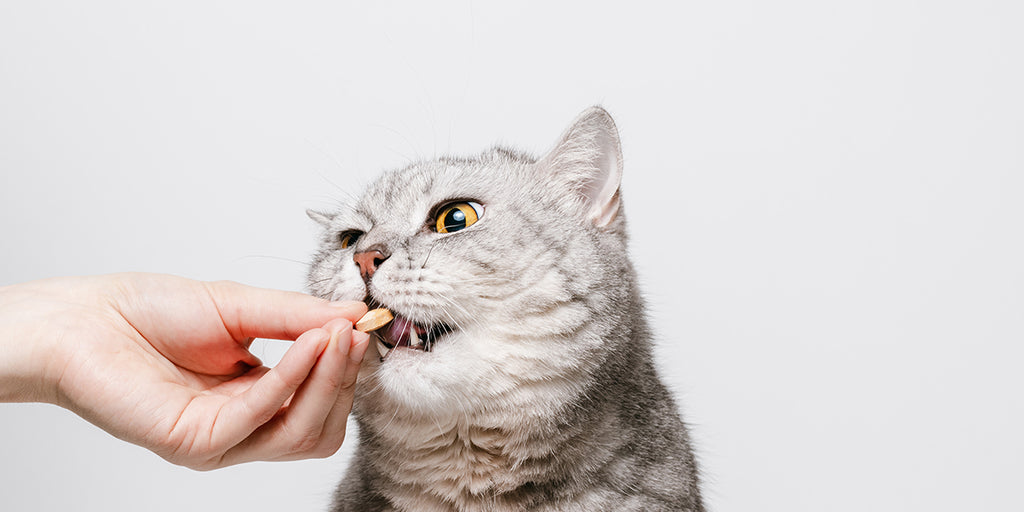 A gray tabby cat opens wide to take a small, round pill from a person's fingers.