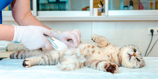 A cat lies on a veterinary examination table as a veterinarian wearing gloves prepares the cat for sterilization surgery.