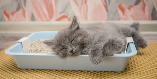 A blue cat sleeping in an open litter box