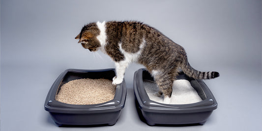 Choosing the right litter box