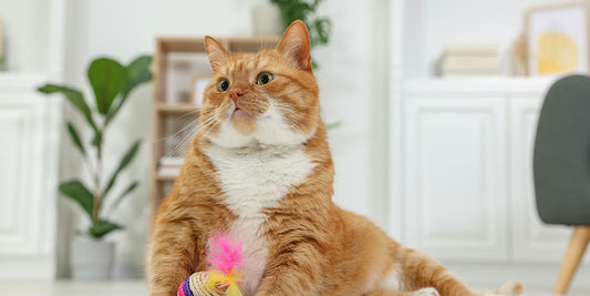 Orange cat playing in the clean and fresh living room