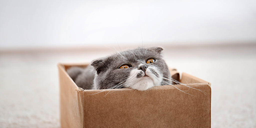 A blue and white cat is lying in a cardboard box