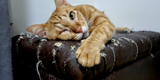 A ginger cat lounging on a heavily scratched piece of furniture, highlighting the need for providing appropriate scratching alternatives and understanding cat behavior.