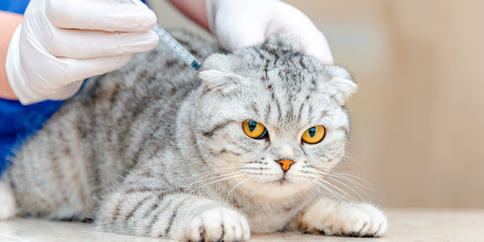 A gray and white tabby cat with folded ears receives an injection from a veterinarian. 