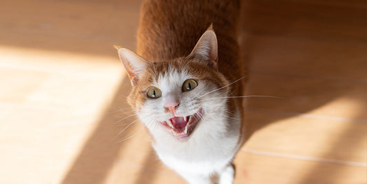 An agitated cat meowing loudly, indicative of being in heat.