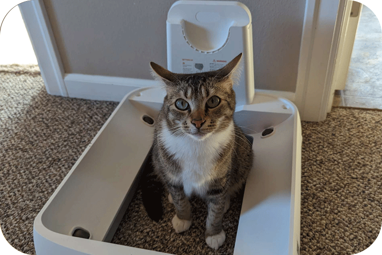 Where To Put Cat Litter Box: Enhancing Comfort and Convenience for Your Feline Companion