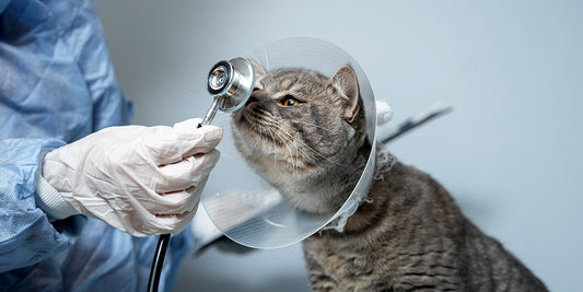 A gray tabby cat wearing a cone (e-collar) at the veterinarian's office patiently sits while the vet.