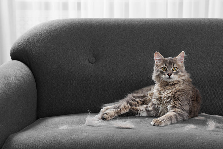 Cat shedding fur on a dark grey sofa, indoor pet hair cleanup scenario for home care and upholstery protection.