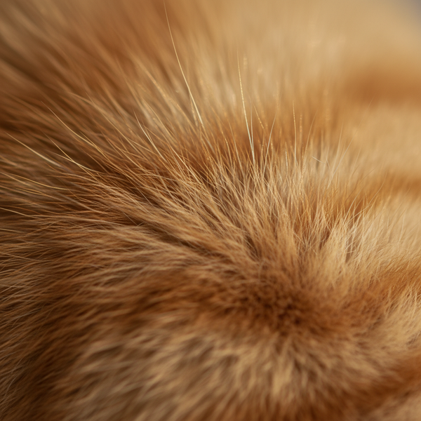 Guard Hair Resilience: How Coat Structure Repels Fine Dust