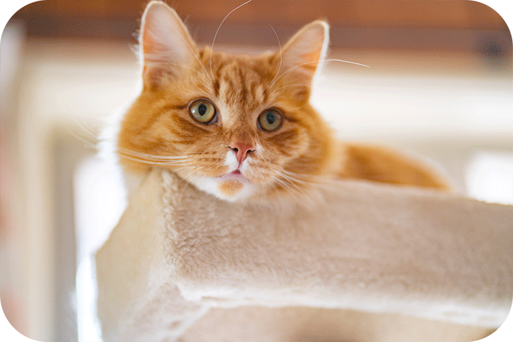 Blood in Cat Poop: Causes, Solutions, and How Cat Litter Box Can Help