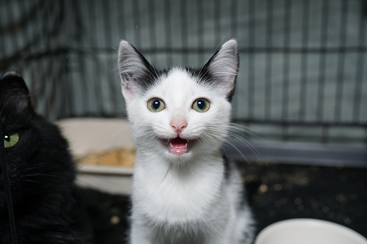 White and black cat sitting near a food bowl in an indoor pet enclosure