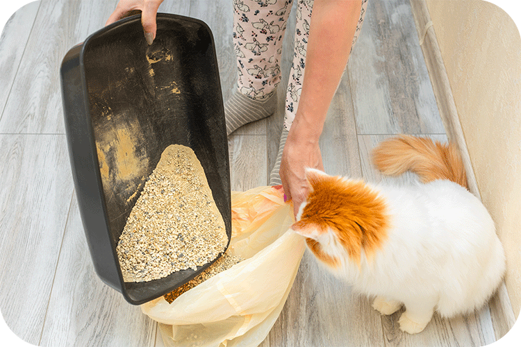 Choosing the Perfect Litter for Your Automatic Litter Box: A Comprehensive Guide