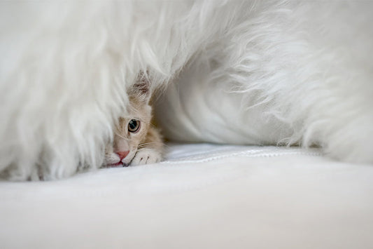 How to Create a Secure Litter Box Environment for Your Socially Anxious Cat
