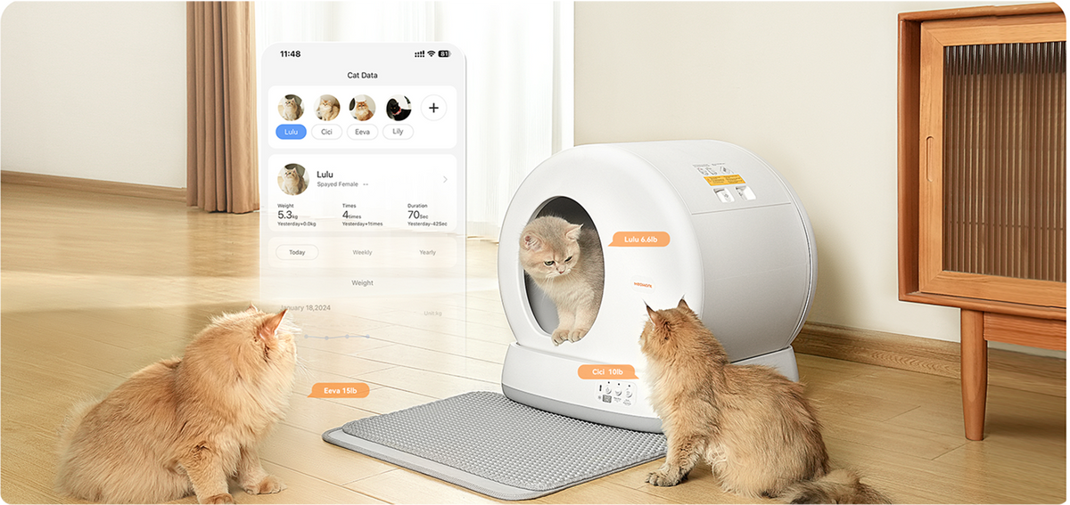 Strategic Buffer Zones: Placing Your Meowant Box in Open-Plan Flats
