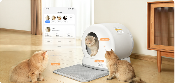 Strategic Buffer Zones: Placing Your Meowant Box in Open-Plan Flats