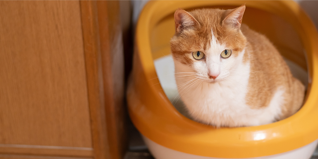 Orange cat is using the cat litter box