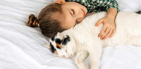 Little girl takes a nap with her elderly cat