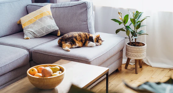 Household Cleaning Tips for Cat Owners