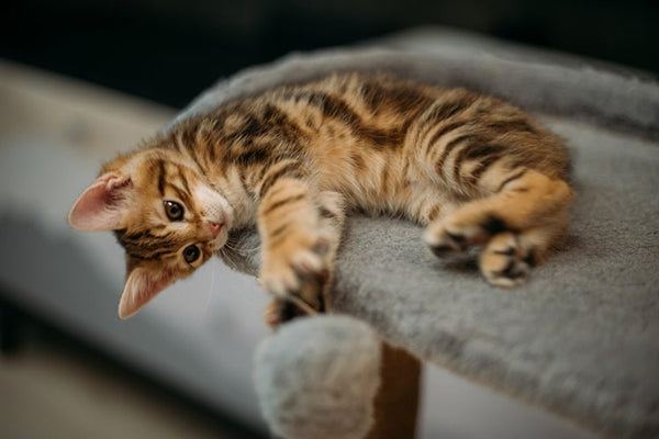 Are Cat Litter Box Liners a Hygienic Shortcut or a Hassle for Your Cat? - Meowant