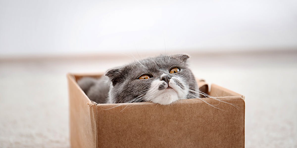 Are Disposable Litter Boxes Worth It? - Meowant