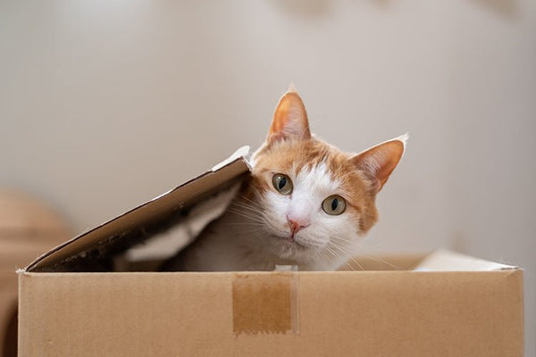 Are Self-Cleaning Cat Litter Boxes Worth It? - Meowant