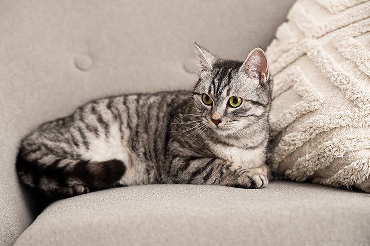 Automatic Litter Box vs Traditional Litter Box: Which Is Better? - Meowant