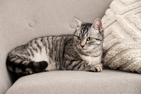 Automatic Litter Box vs Traditional Litter Box: Which Is Better? - Meowant