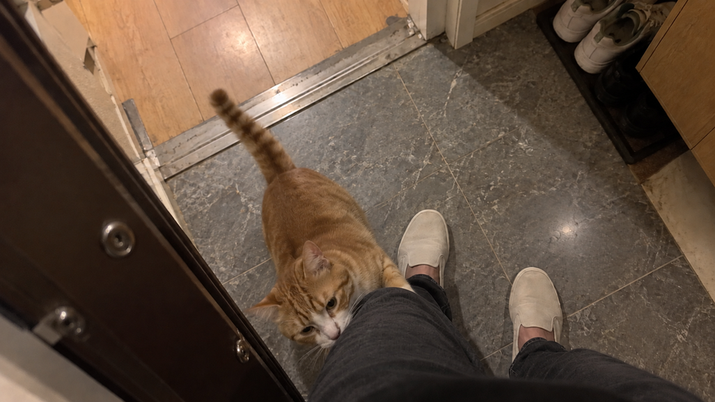 A homeowner pushes open the door as a cat comes to greet them near the wall-mounted deodorizer.