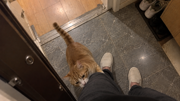 A homeowner pushes open the door as a cat comes to greet them near the wall-mounted deodorizer.