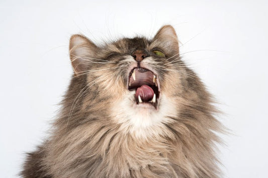 Best Cat Litter for Cats with Allergies - Meowant