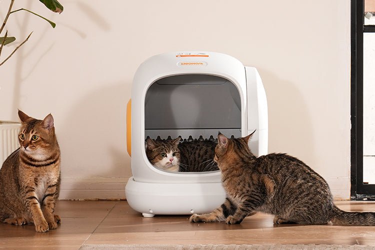 Three tabby cats interacting with a white Meowant self-cleaning litter box on a wooden floor, illustrating the best kitten litter box setup