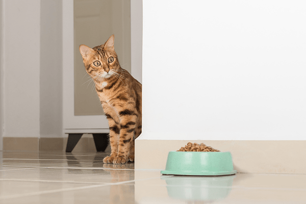 Best Litter Box for Different Types of Small Spaces - Meowant